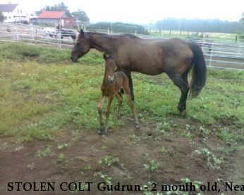 STOLEN COLT Gudrun - 2 month old, Near Lena, WI, 54139